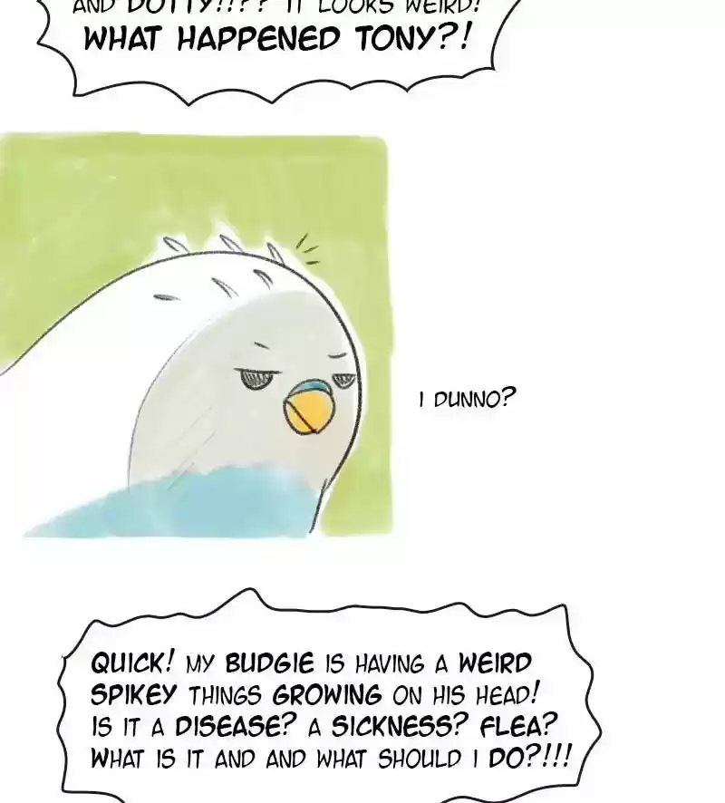 A Budgie's Life Chapter 16: Ep.16: