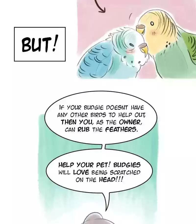 A Budgie's Life Chapter 16: Ep.16: