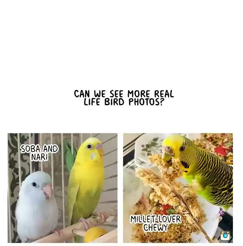 A Budgie's Life Chapter 164: Ep.163: