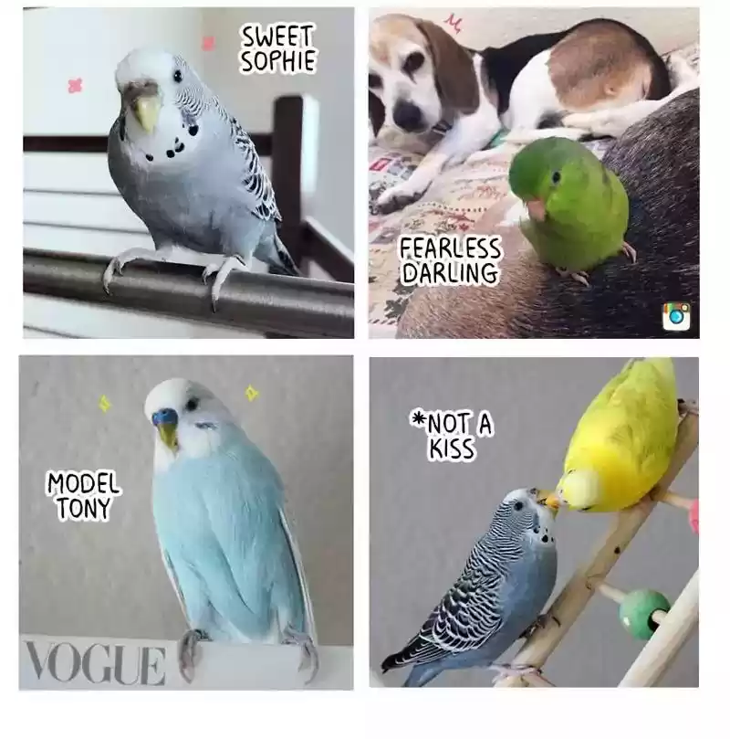 A Budgie's Life Chapter 164: Ep.163: