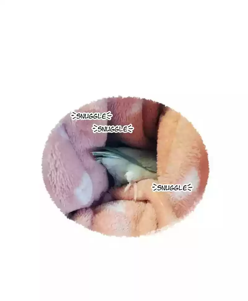 A Budgie's Life Chapter 165: Ep.164: