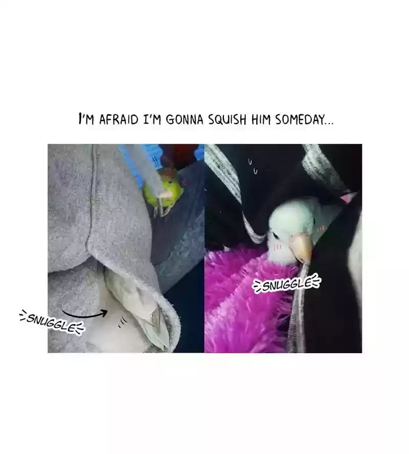 A Budgie's Life Chapter 165: Ep.164: