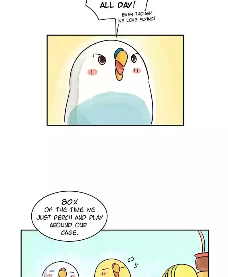 A Budgie's Life Chapter 167: Ep.166: