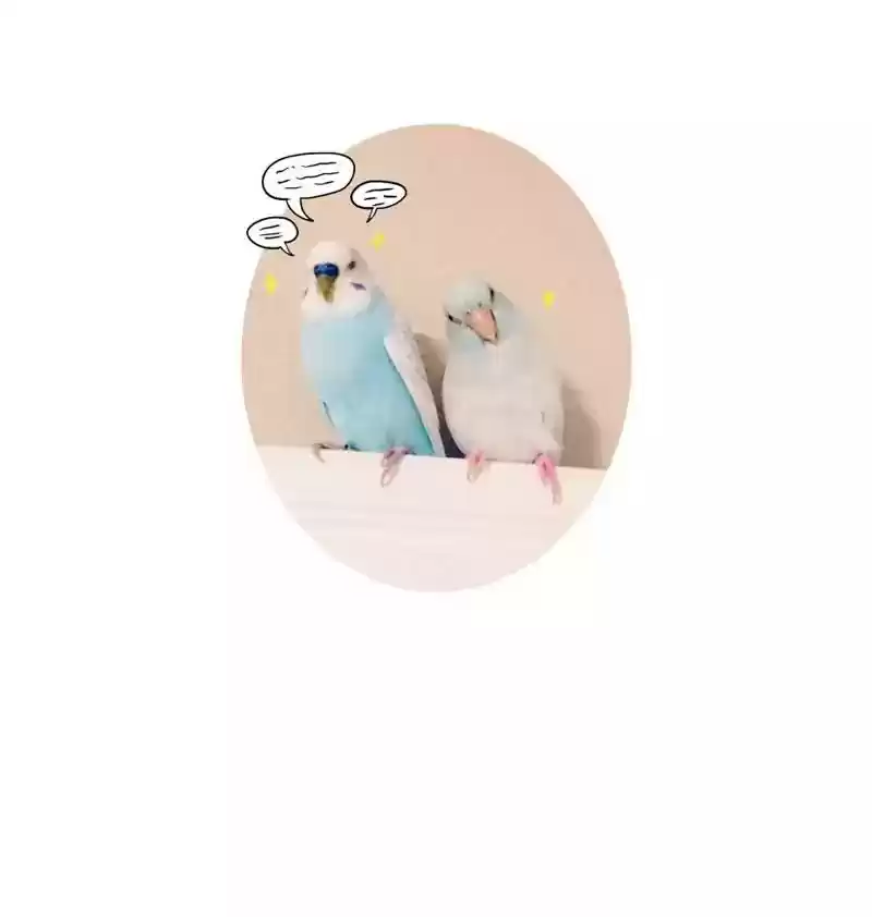 A Budgie's Life Chapter 167: Ep.166: