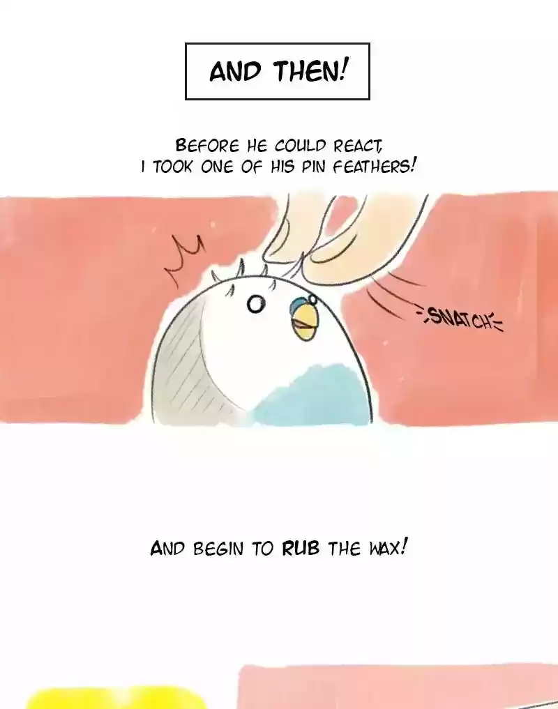 A Budgie's Life Chapter 17: Ep.17:
