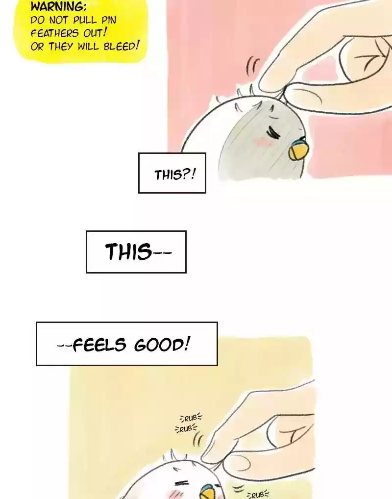 A Budgie's Life Chapter 17: Ep.17: