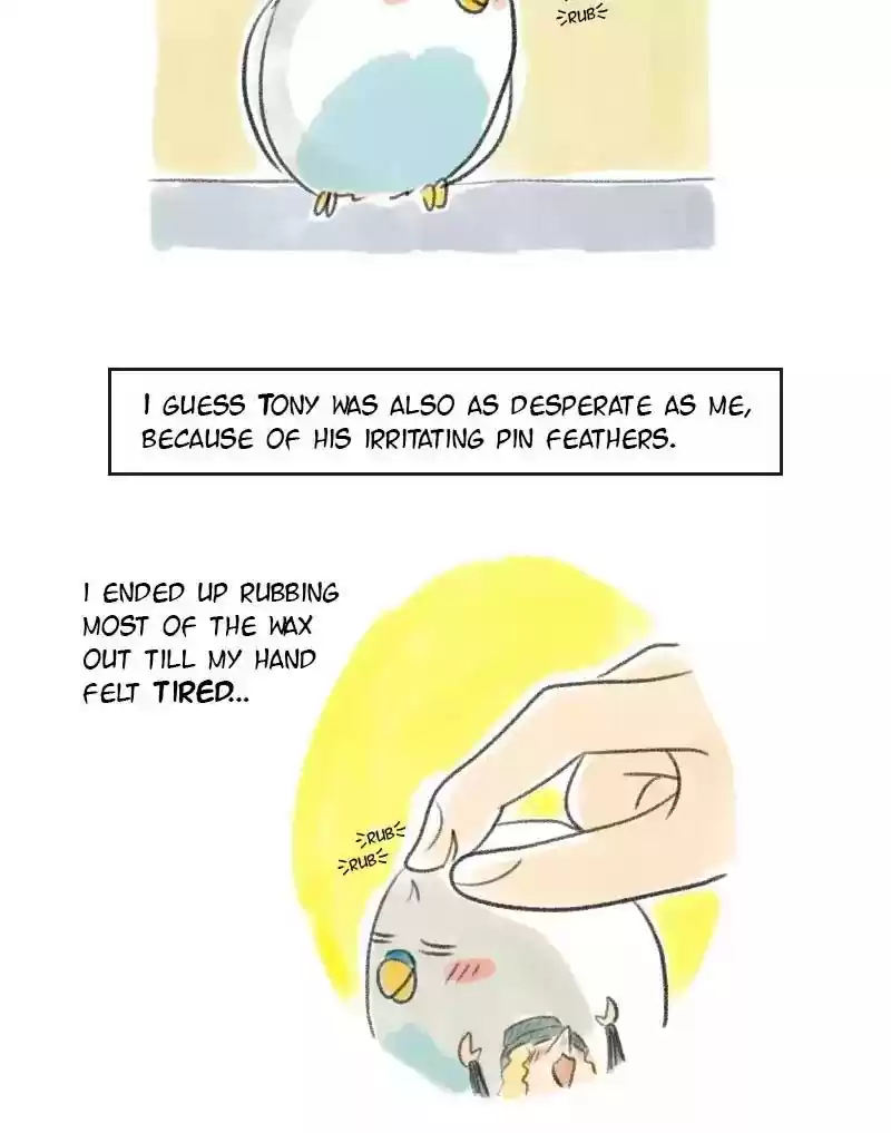 A Budgie's Life Chapter 17: Ep.17: