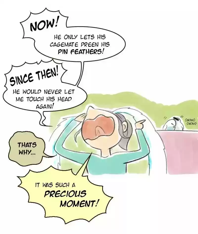 A Budgie's Life Chapter 17: Ep.17: