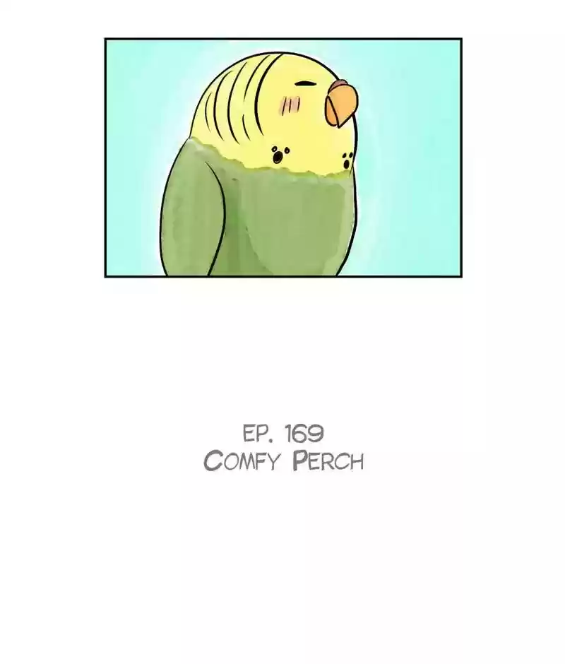 A Budgie's Life Chapter 170: Ep.169: