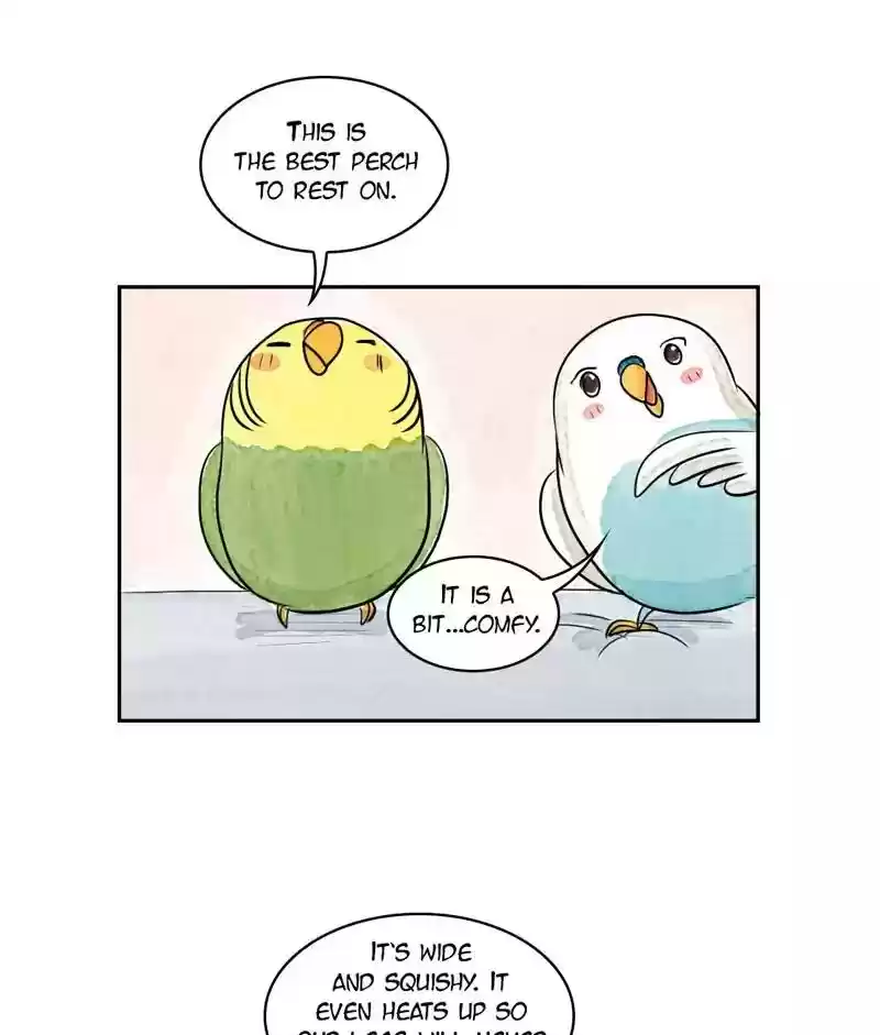 A Budgie's Life Chapter 170: Ep.169: