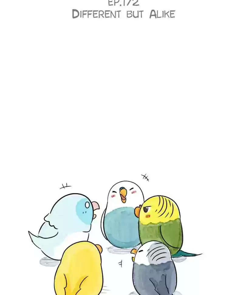 A Budgie's Life Chapter 173: Ep.172: