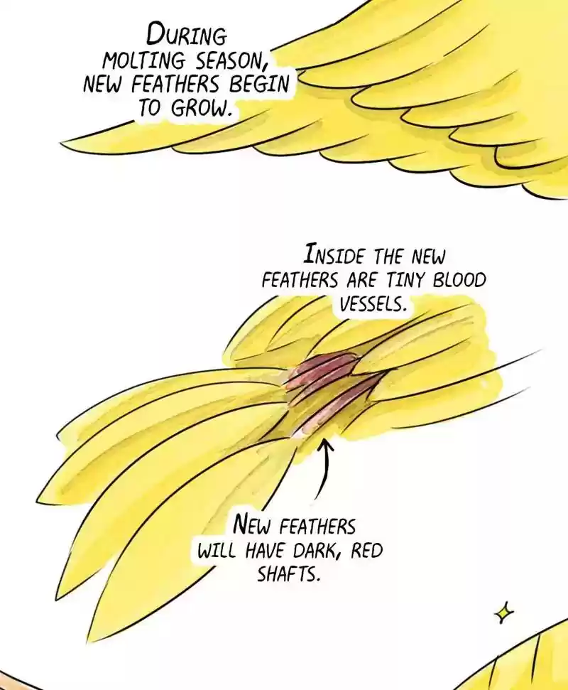 A Budgie's Life Chapter 178: Ep.177: