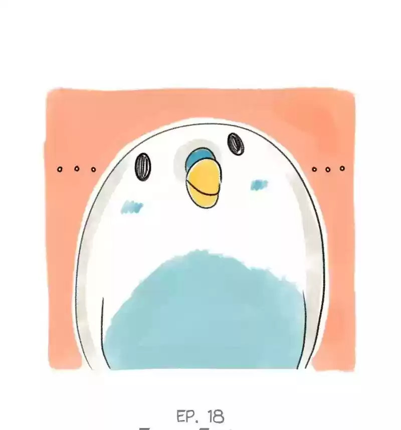 A Budgie's Life Chapter 18: Ep.18: