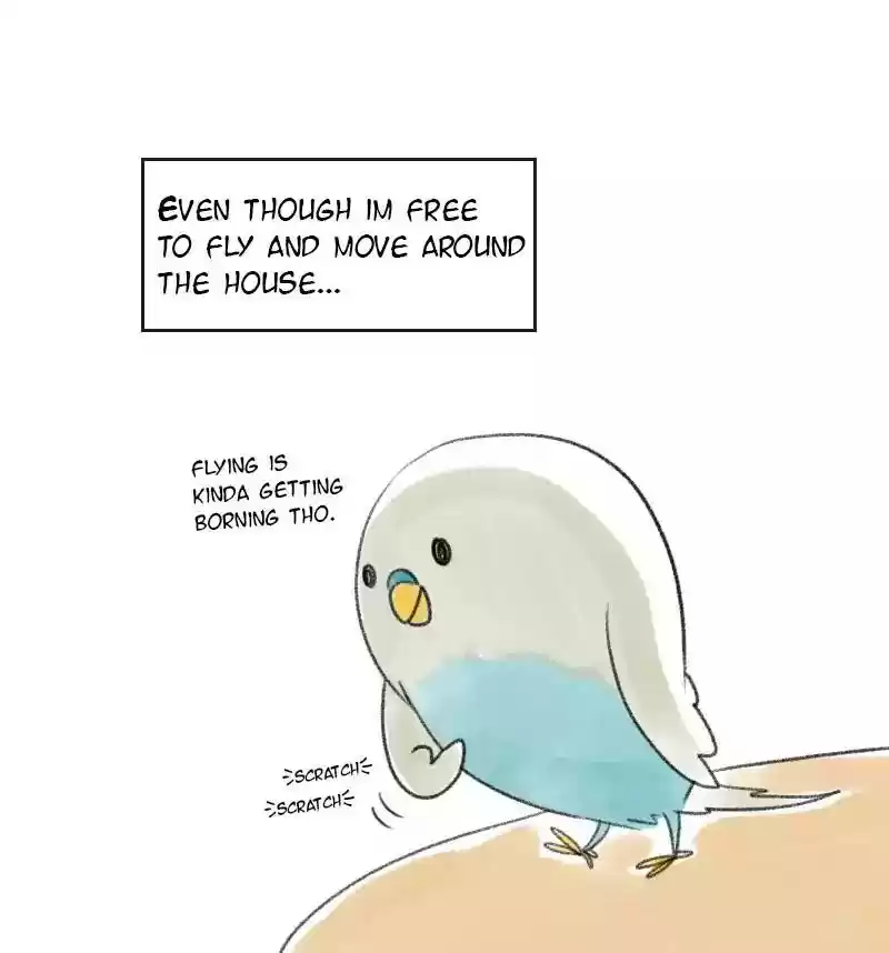 A Budgie's Life Chapter 18: Ep.18: