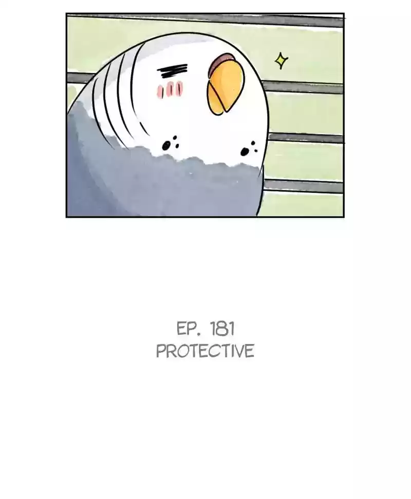 A Budgie's Life Chapter 182: Ep.181: