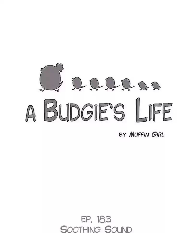 A Budgie's Life Chapter 184: Ep.183:
