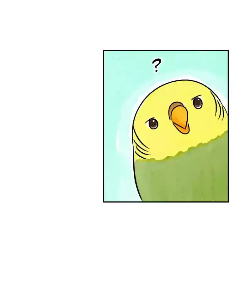 A Budgie's Life Chapter 185: Ep.184: