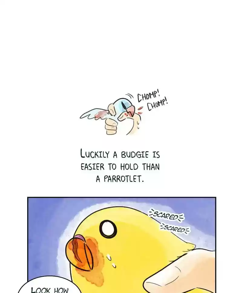 A Budgie's Life Chapter 187: Ep.186: