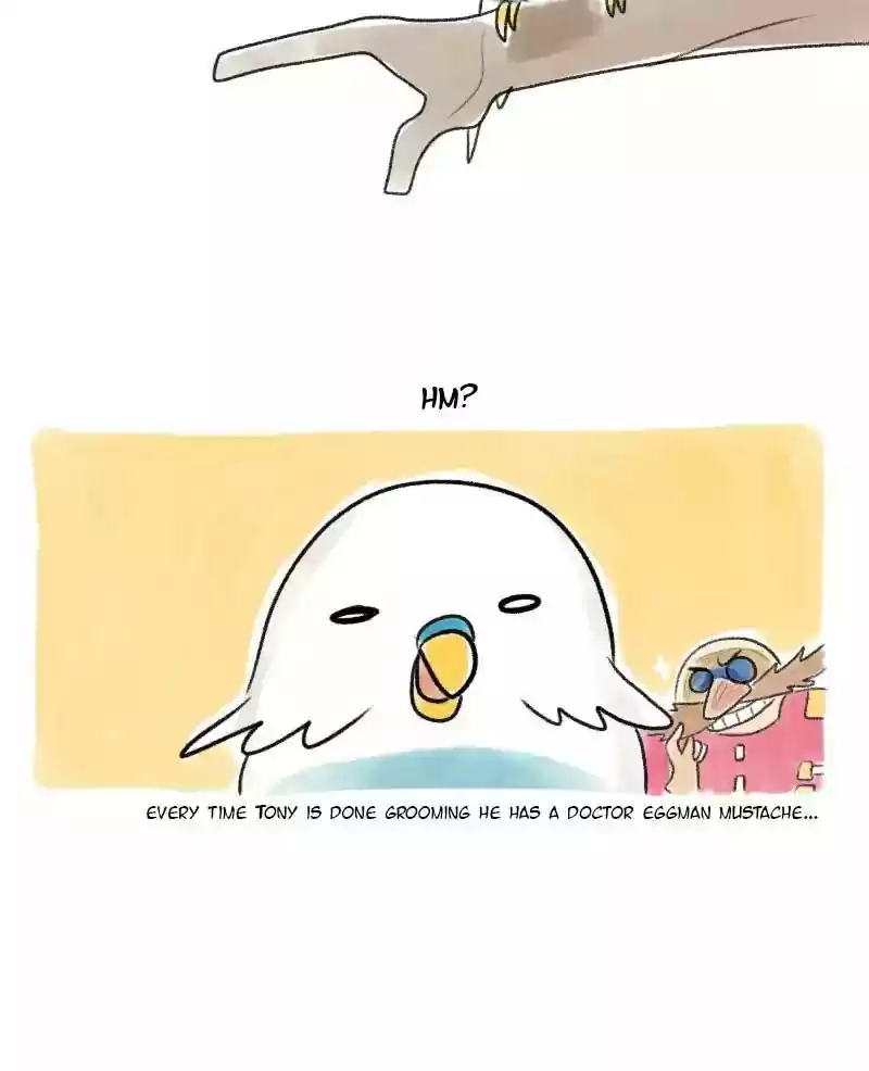 A Budgie's Life Chapter 19: Ep.19: