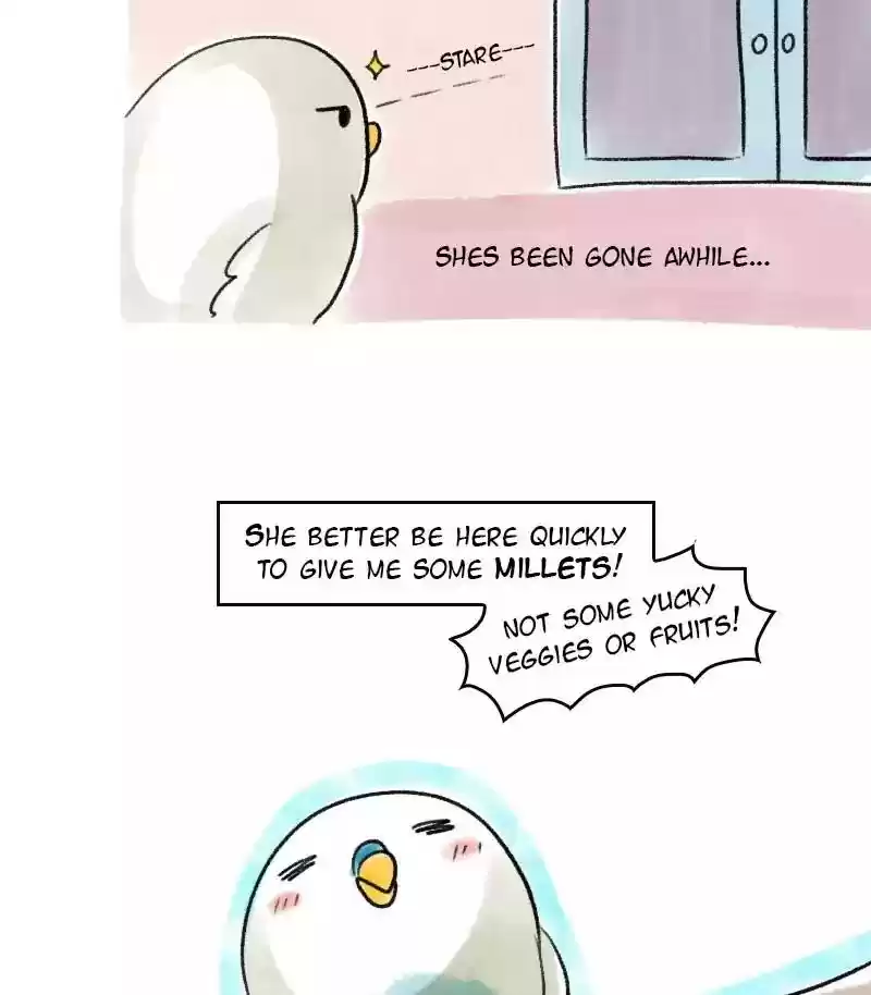 A Budgie's Life Chapter 19: Ep.19: