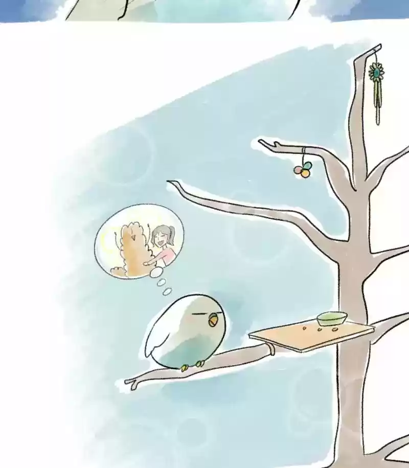 A Budgie's Life Chapter 19: Ep.19: