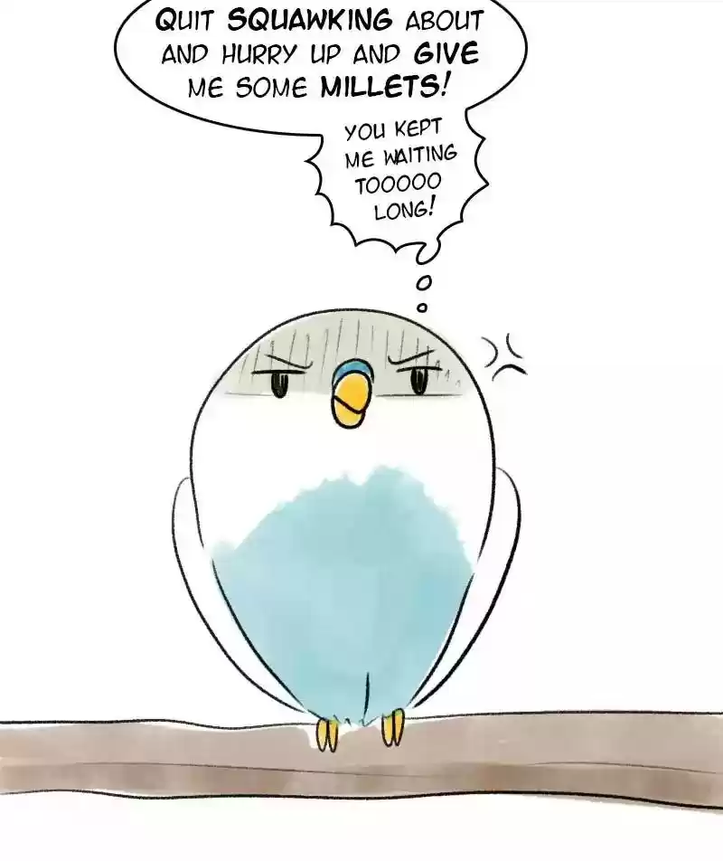 A Budgie's Life Chapter 19: Ep.19: