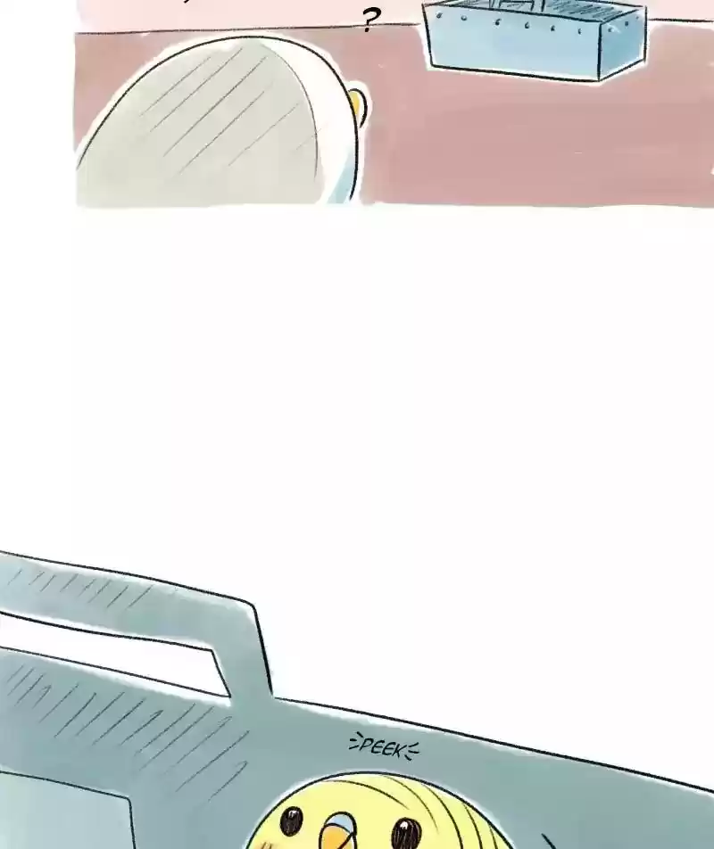 A Budgie's Life Chapter 19: Ep.19: