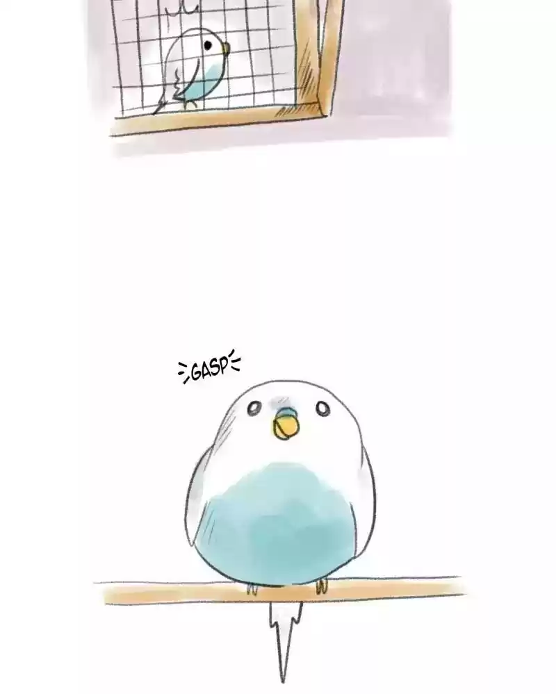 A Budgie's Life Chapter 2: Ep.2: