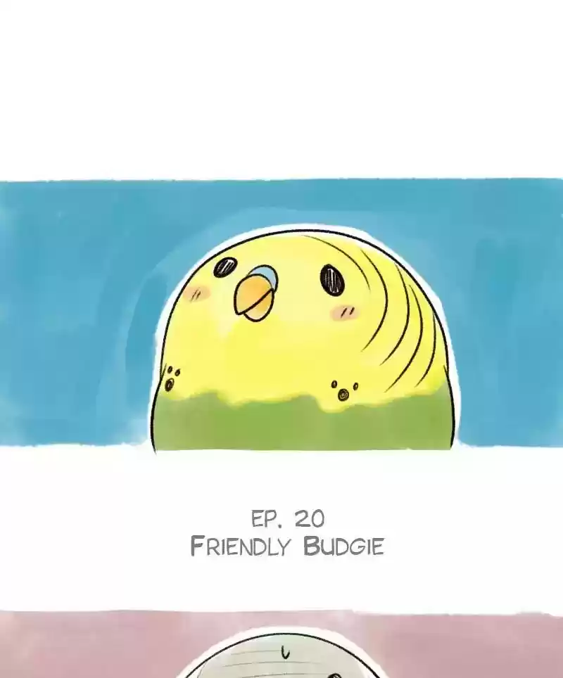 A Budgie's Life Chapter 20: Ep.20: