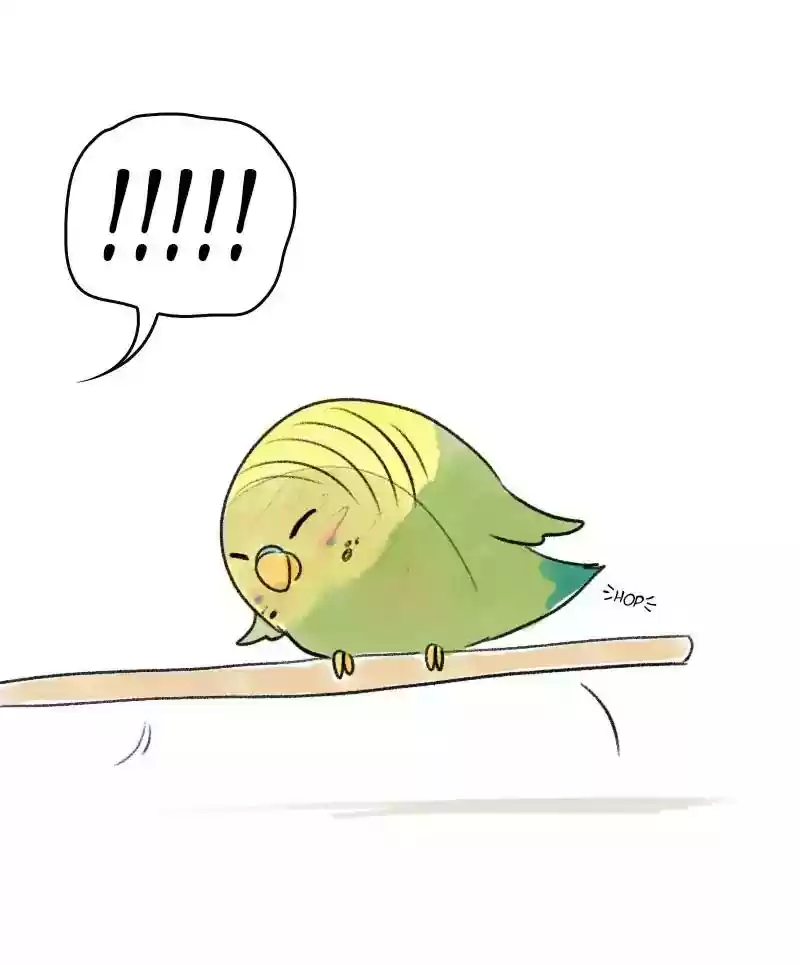 A Budgie's Life Chapter 20: Ep.20:
