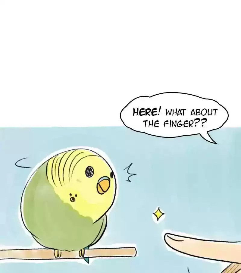 A Budgie's Life Chapter 20: Ep.20: