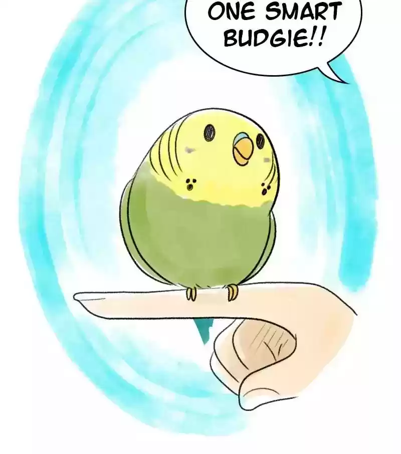 A Budgie's Life Chapter 20: Ep.20: