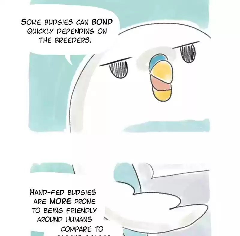 A Budgie's Life Chapter 20: Ep.20: