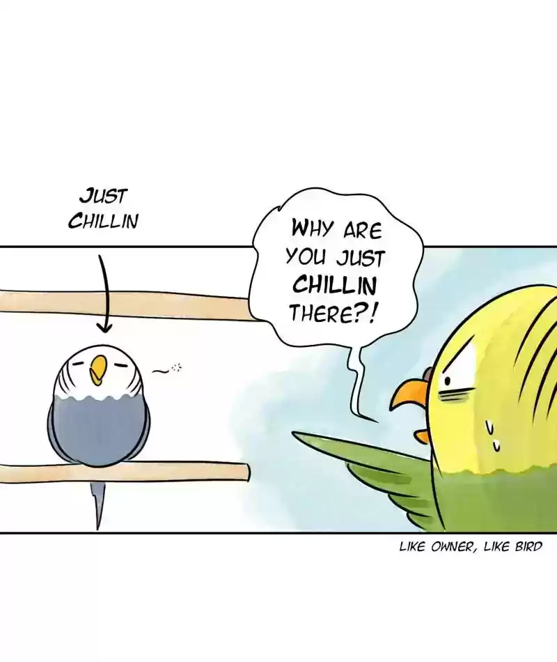 A Budgie's Life Chapter 200: Ep.199:
