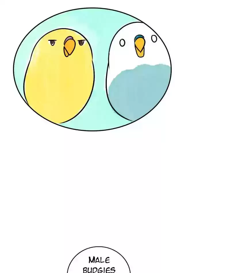 A Budgie's Life Chapter 200: Ep.199: