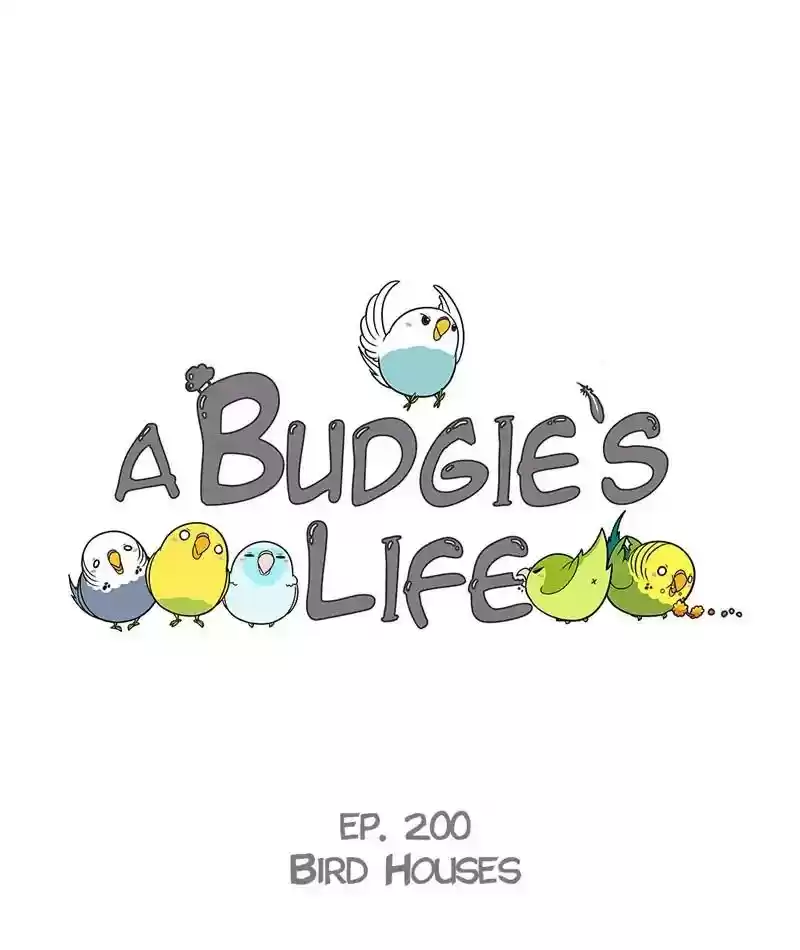 A Budgie's Life Chapter 201: Ep.200: