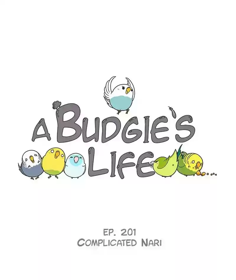 A Budgie's Life Chapter 202: Ep.201: