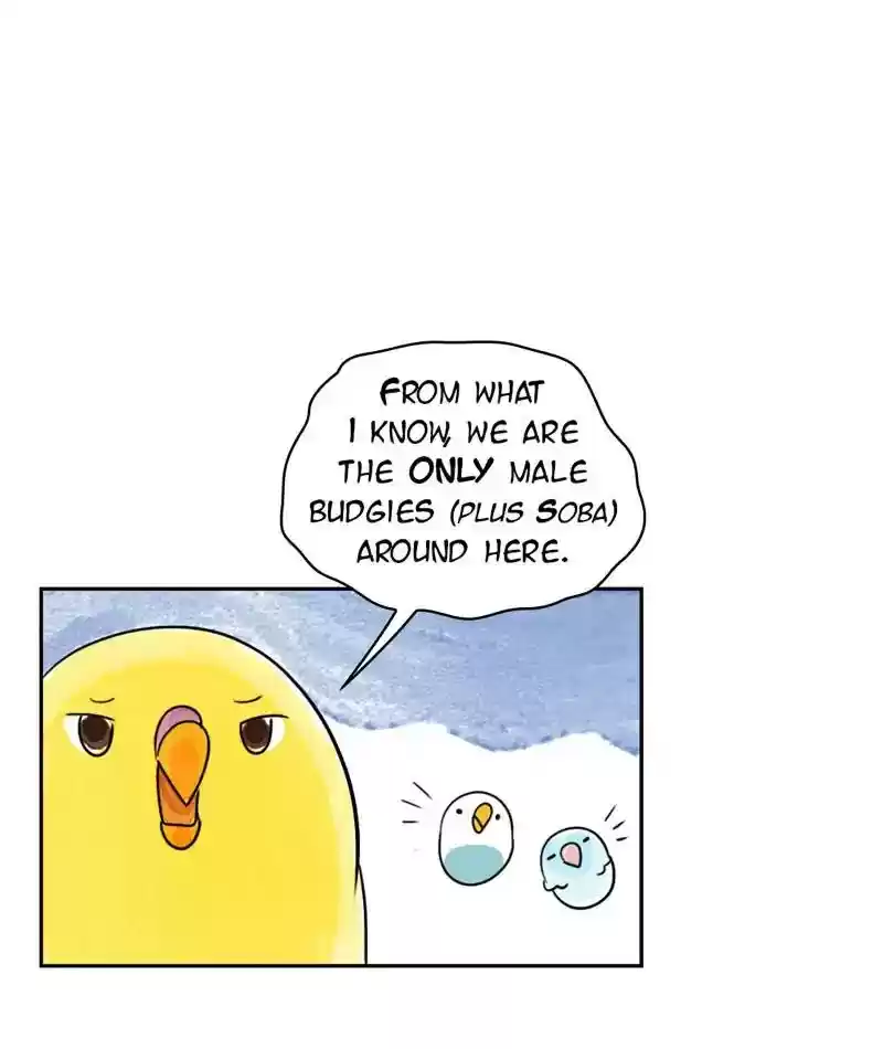 A Budgie's Life Chapter 202: Ep.201: