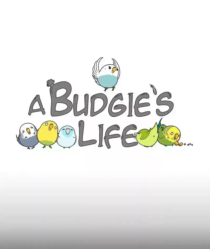A Budgie's Life Chapter 205: Ep.204: