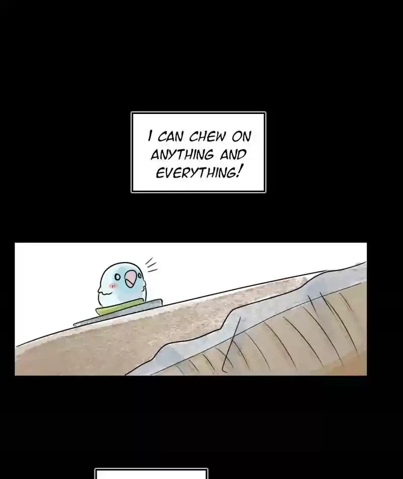 A Budgie's Life Chapter 205: Ep.204: