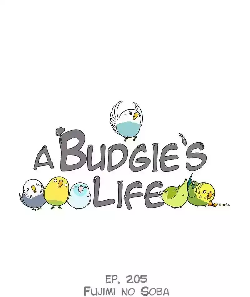 A Budgie's Life Chapter 206: Ep.205: