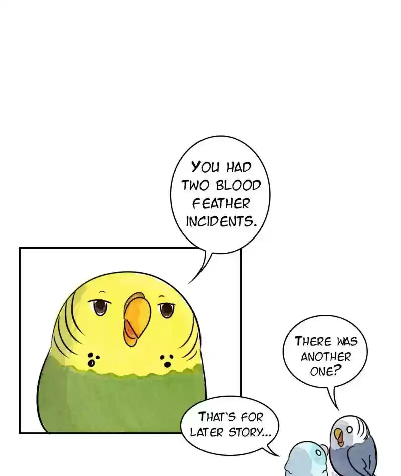 A Budgie's Life Chapter 206: Ep.205: