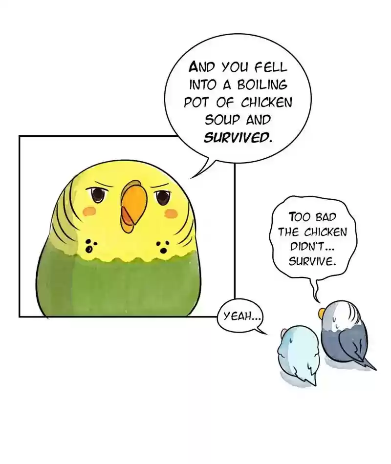 A Budgie's Life Chapter 206: Ep.205: