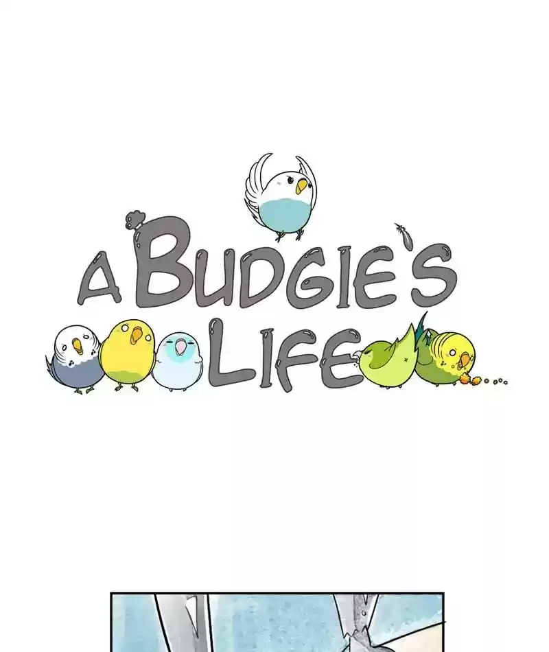 A Budgie's Life Chapter 208: Ep.207: