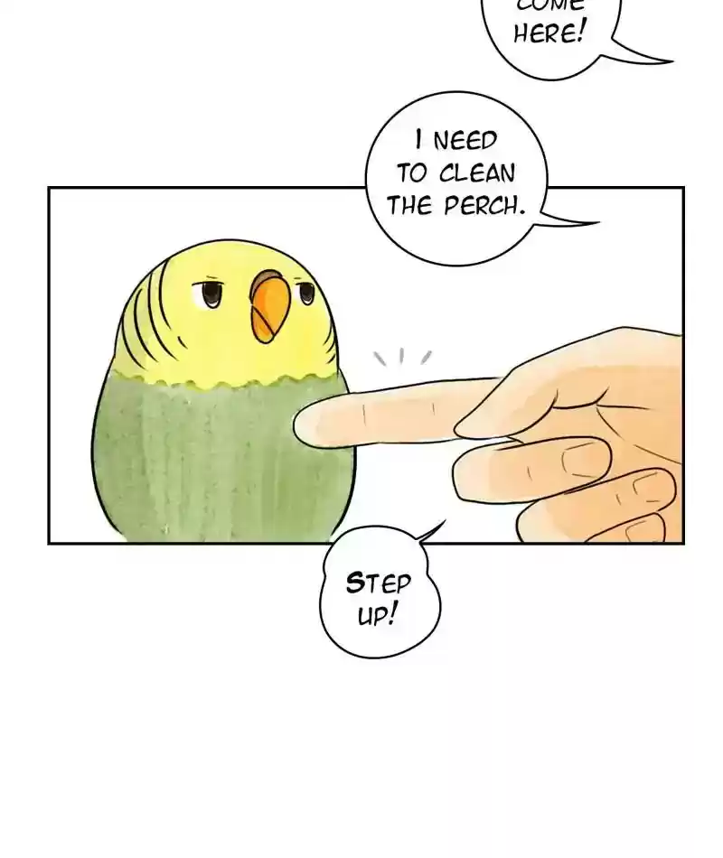 A Budgie's Life Chapter 208: Ep.207: