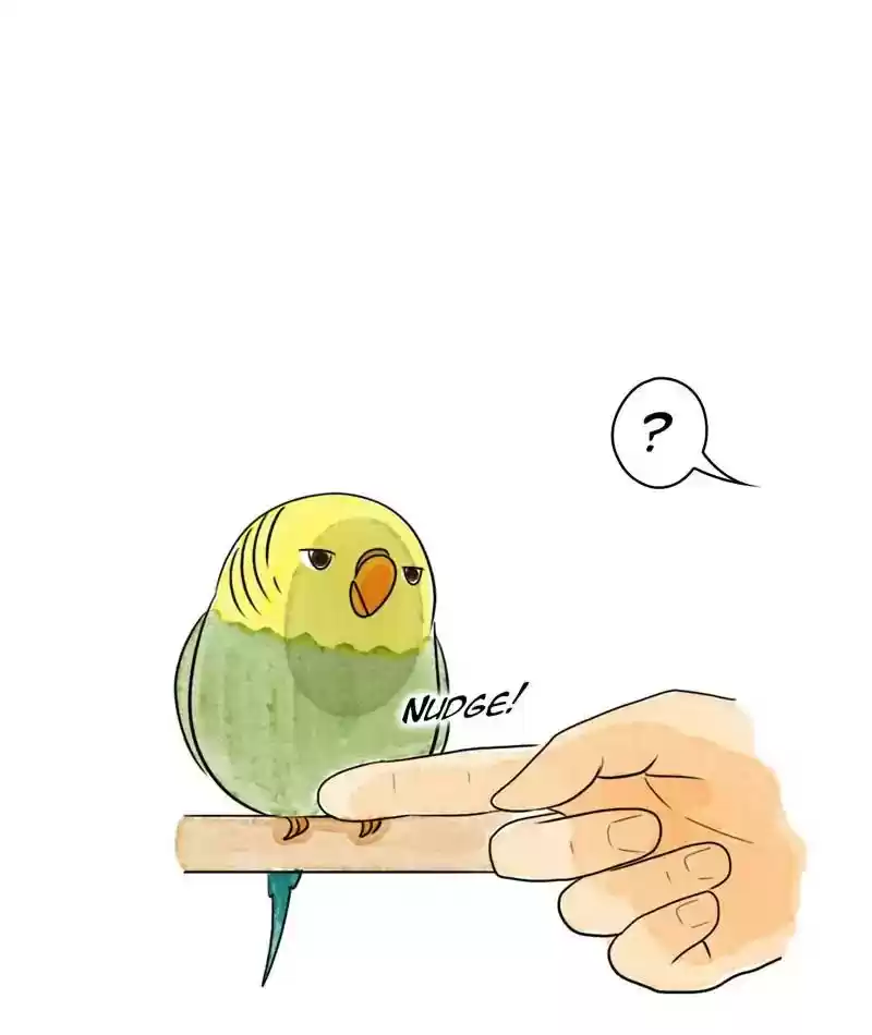 A Budgie's Life Chapter 208: Ep.207: