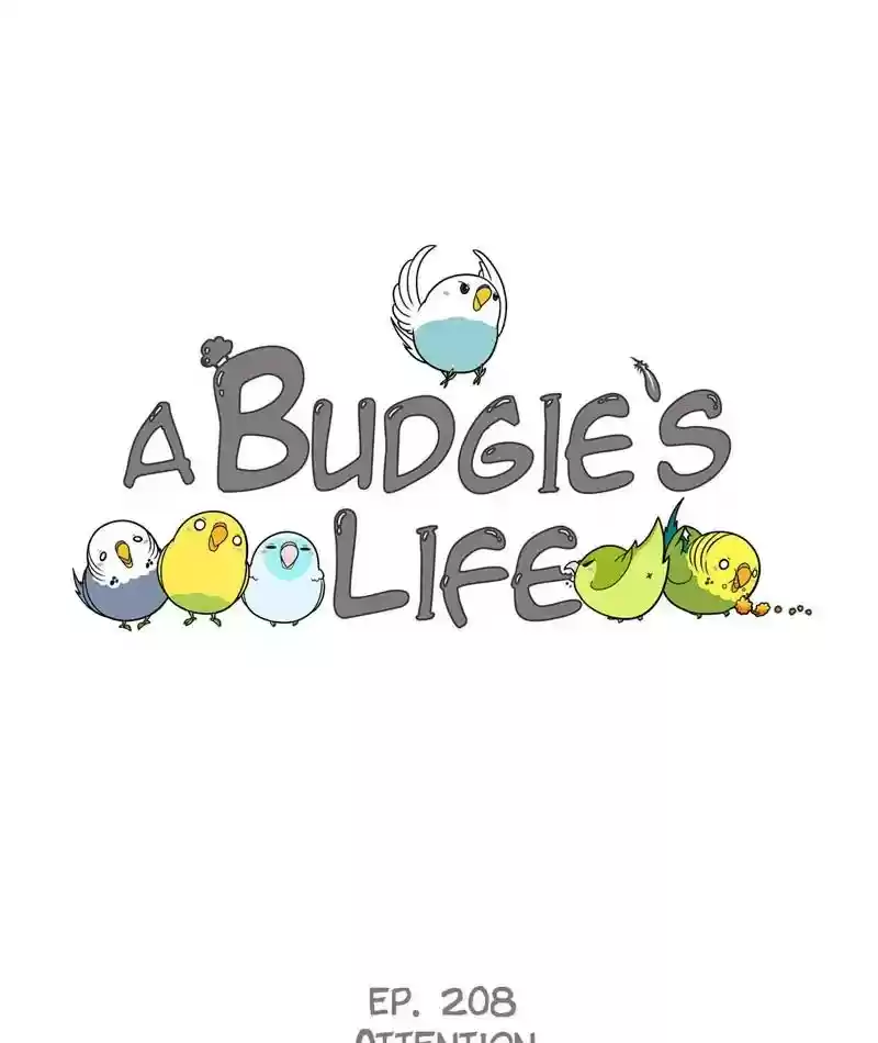 A Budgie's Life Chapter 209: Ep.208: