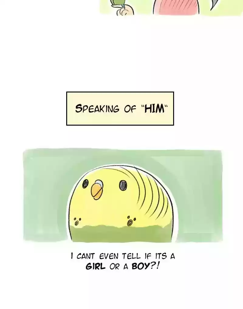 A Budgie's Life Chapter 21: Ep.21: