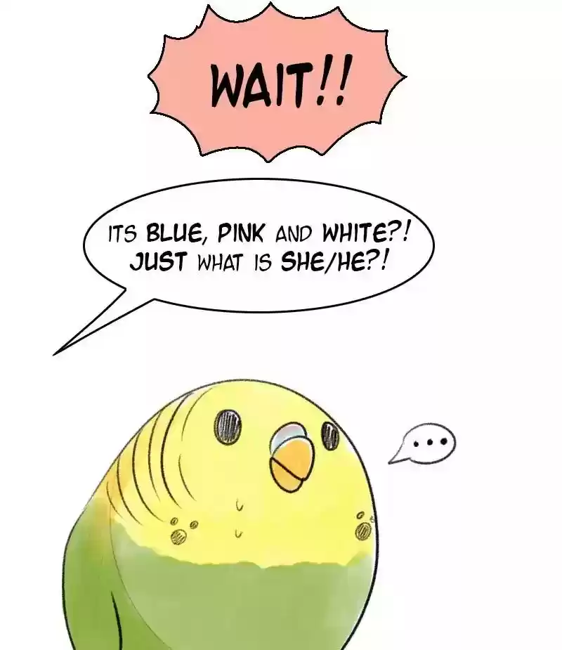 A Budgie's Life Chapter 21: Ep.21:
