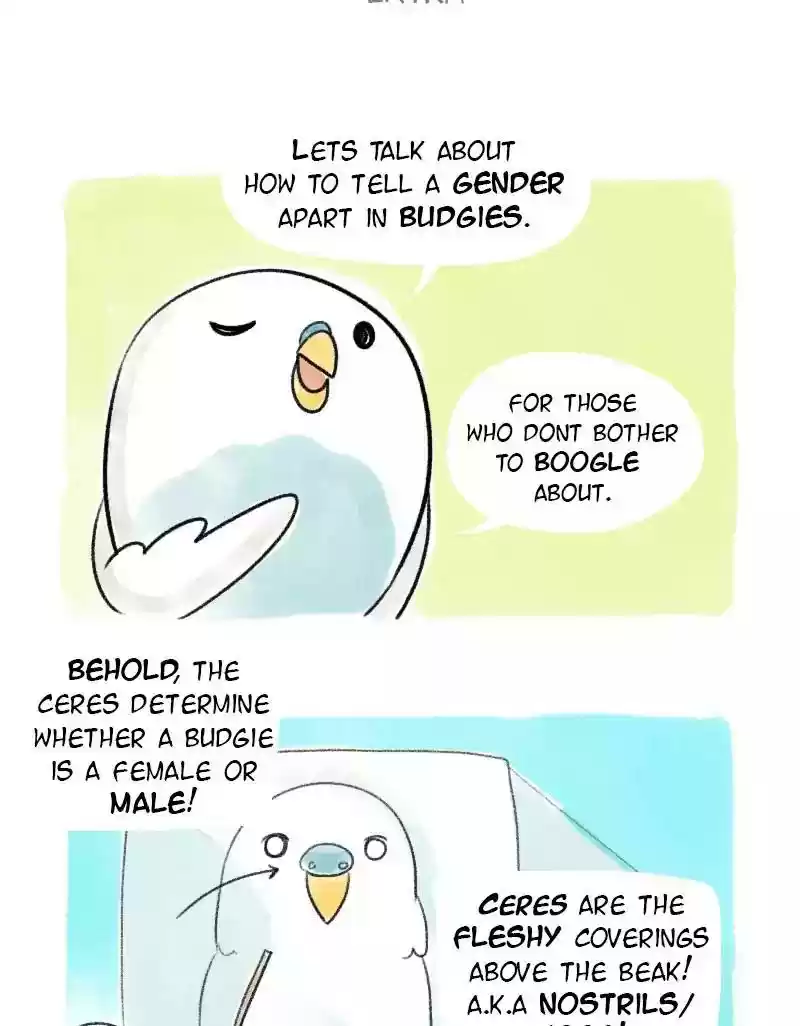 A Budgie's Life Chapter 21: Ep.21: